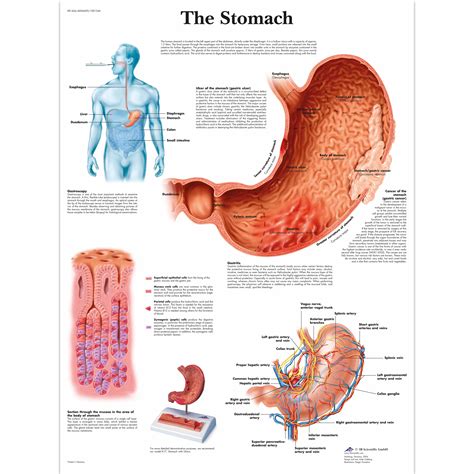 These include the abdominal cavity, calot's triangle, the peritoneum. Anatomical Charts and Posters - Anatomy Charts - Digestive ...
