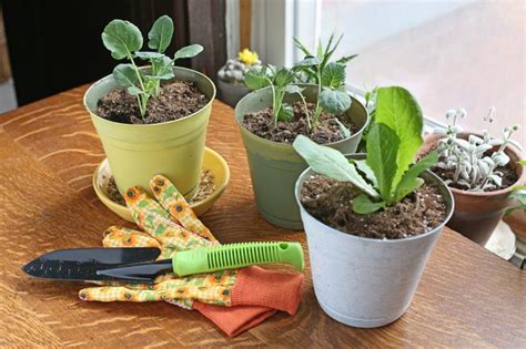How To Grow An Indoor Vegetable Garden Hunker