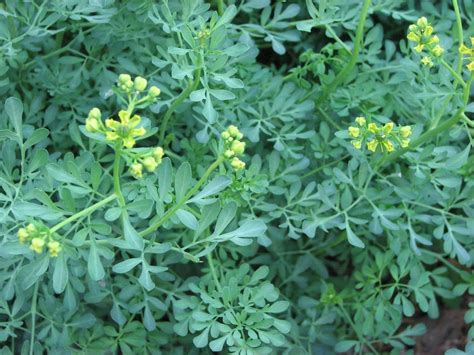 Rue Do You Know This Herb Sagescript