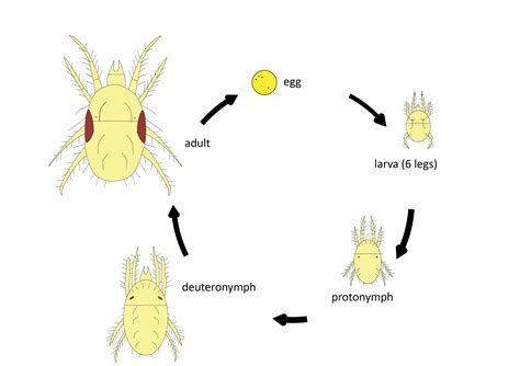 Mite Life Cycle
