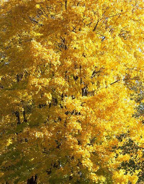 Part Of Yellow Maple Closeup Foliage Close Up Maple Tree