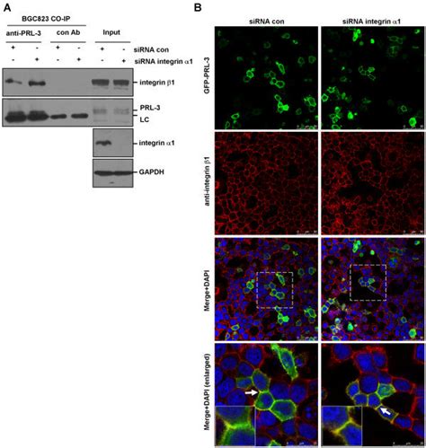 Physical interaction between PRL 3 and integrin β1 A Deletion of