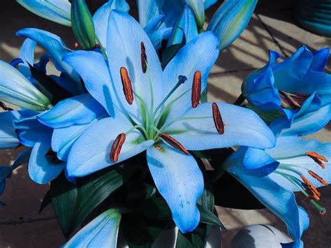 Blue Lily A Package Sky Blue Lily Seeds Rare Lily Seeds Make Etsy
