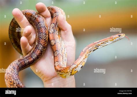 Zoo Snakes Hi Res Stock Photography And Images Alamy