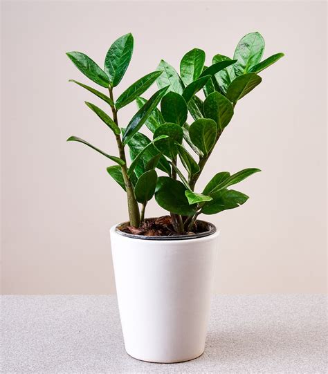 Zamioculcas Zamiifolia Buy Indoor Plants Online Online Nursery