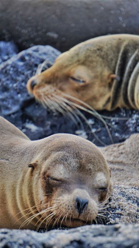 My Photographs Of Sea Lions From My Week In The Galápagos Sea Lion