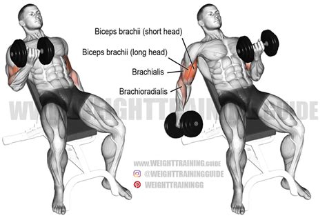 Incline Dumbbell Curl Instructions And Video Weight Training Guide