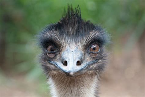 Ostrich Head Stock Photo Image Of Inquisitive Head 69190274