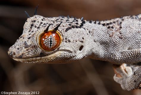 Northern Spiny Tailed Gecko Strophurus Ciliaris Aberrans Flickr