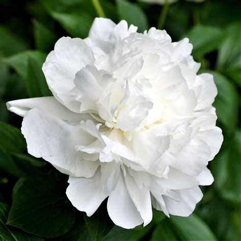 beautiful white peony bulbs for sale duchesse de nemours easy to grow bulbs