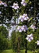 奇特的花~大鄧伯花(六張圖)＠我的空中花園(1)｜PChome 個人新聞台