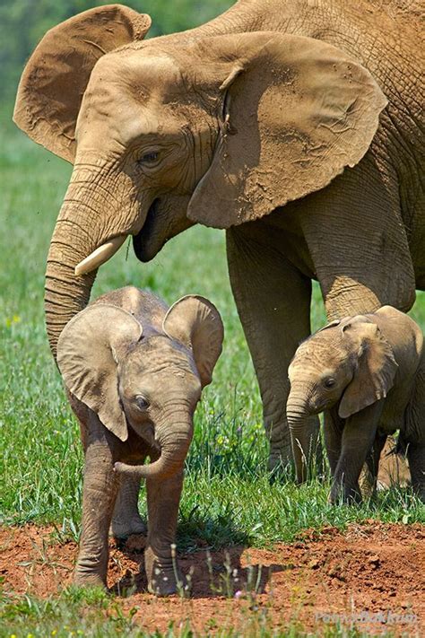 Elephants Слоны Фотографии слона Слонята