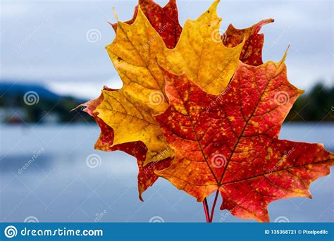 fall colors in north america stock image image of fall hardwood 135368721