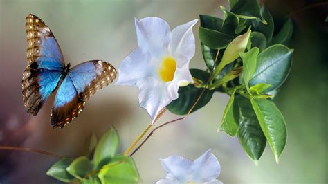 Blue Brown Butterfly Near White Flower 4k Hd Butterfly