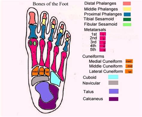 Foot Diagram With Labels Anatomy System Human Body Anatomy Diagram