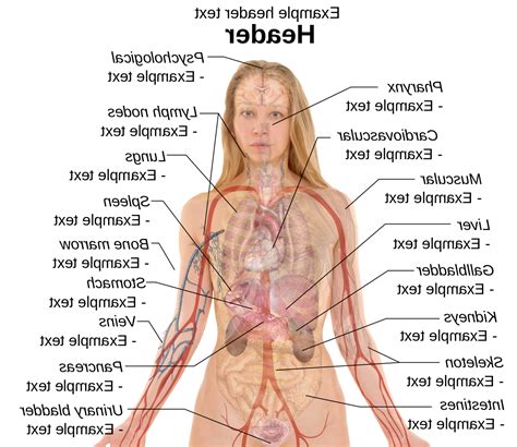 811 female anatomy diagram organs free vectors on ai, svg, eps or cdr. Human Anatomy Organs Diagram | Human body anatomy, Body ...