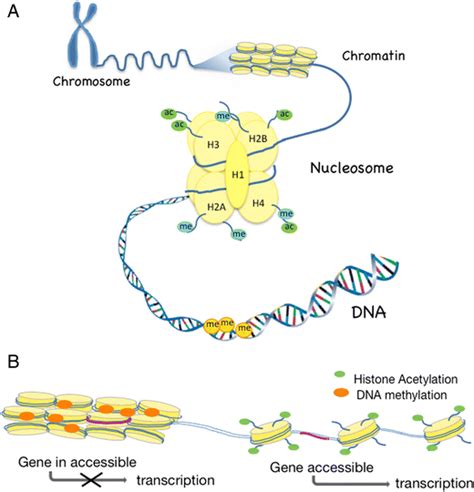 Schematic Overview Of The Structure Of The Chromatin A And The