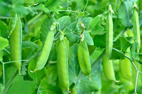 Article Sow Peas In Your Garden Now For A Late Summer Harvest