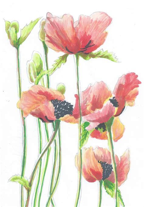 Poppy Ink Drawing Poppy Flower Art Drawings Ink Drawing