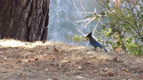 Stellers Jay In The Forest San Bernardino Mountains Forest Blue Jay