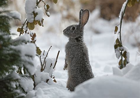 Searchqwinter Bunnies All Animals Images