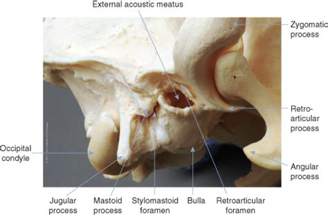 1 Anatomy Of The Ear Veterian Key