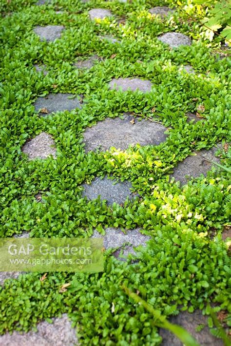 Cobbled Stone Path W Stock Photo By Pernilla Bergdahl Image 0281625