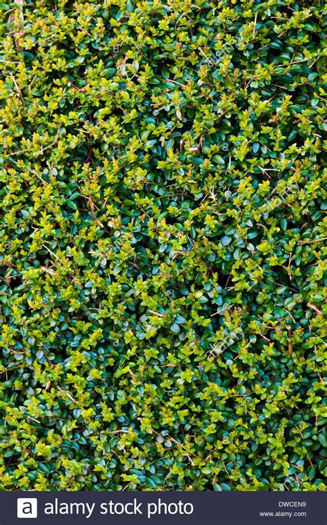 Buxus Sempervirens Hedge Stock Photos And Buxus Sempervirens Hedge Stock