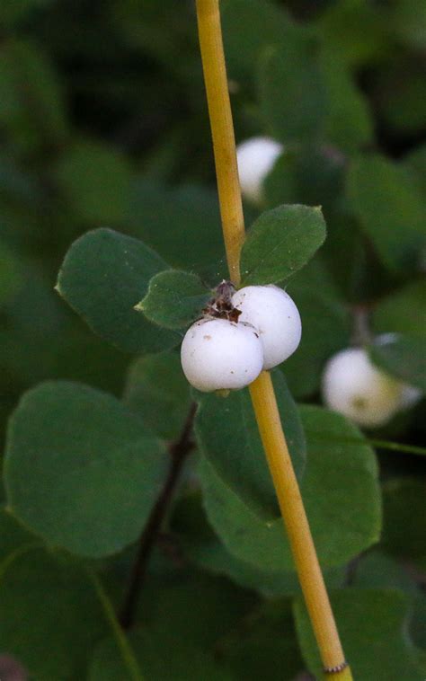 Common Snowberry Symphoricarpos Albus Ron King Flickr