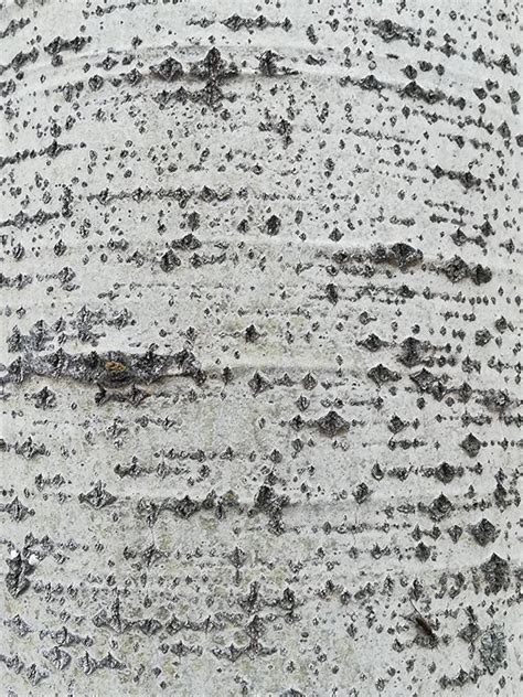 View 22 Texture Aspen Tree Bark Provideviralbox