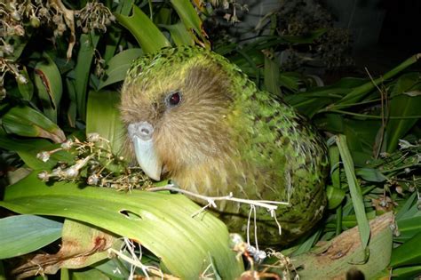Saving New Zealands Kakapo From Extinction