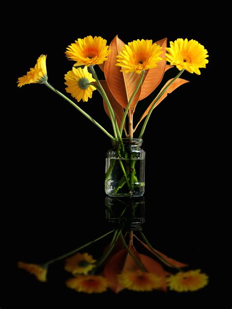 Gambar Menanam Daun Bunga Vas Hitam Kuning Flora Budidaya Bunga
