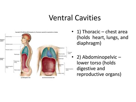 Ppt Anatomy And Physiology Day 2 Powerpoint Presentation Free Download