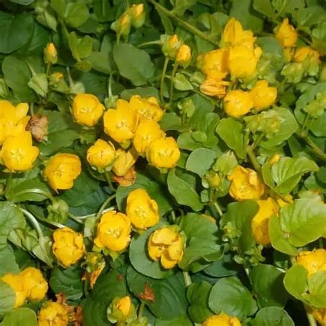How To Plant And Grow Creeping Jenny Lysimachia Nummularia Pond Informer