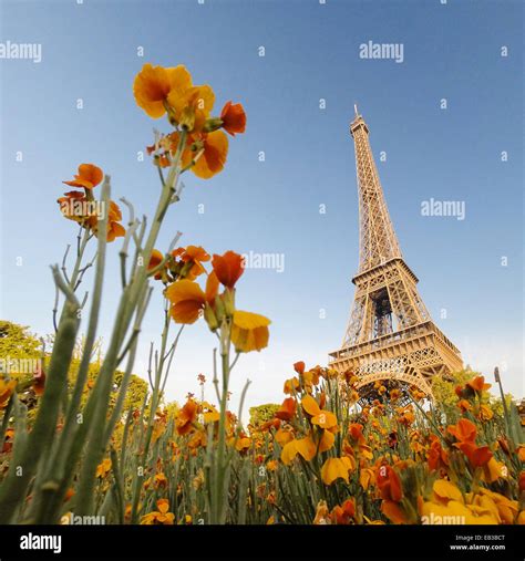 Eiffel Tower Seen Through Flowers Paris France Stock Photo Alamy