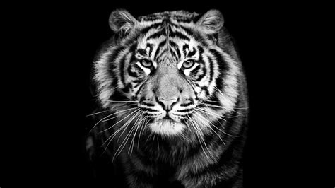 Tiger Wallpapers Hd Free Download 55 Pictures Wallpapershome