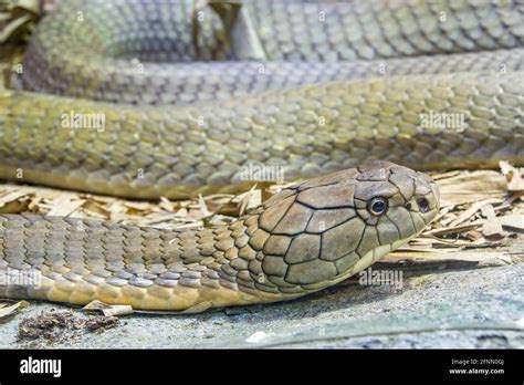 The King Cobra Ophiophagus Hannah Is A Large Elapid Endemic To