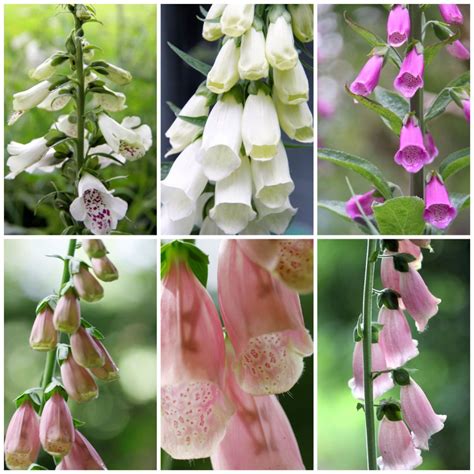 Grow Foxgloves From Seed Country Garden Uk