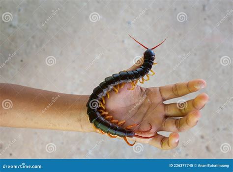 Centipedes Are Poisonous Animals Stock Image Image Of Hunter