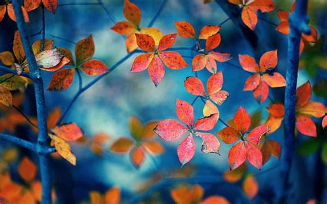 Hd Wallpaper Red Leaves Branches Autumn Wallpaper Flare