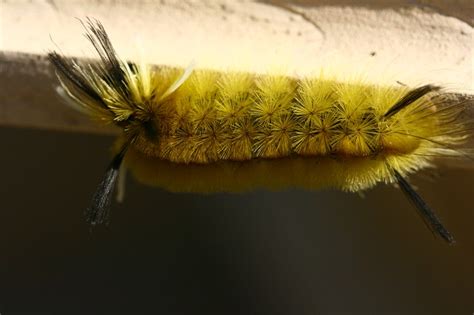 Fuzzy Yellow Caterpillar With Black Spikes Yellow Fuzzy Caterpillar Bed