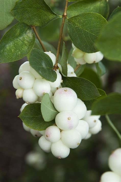 White Snowberry Shrub Plants Growing Snowberry Shrubs In The Garden