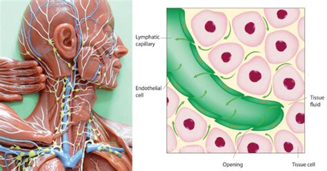 11 Ways To Detox Your Lymphatic System Live Love Fruit