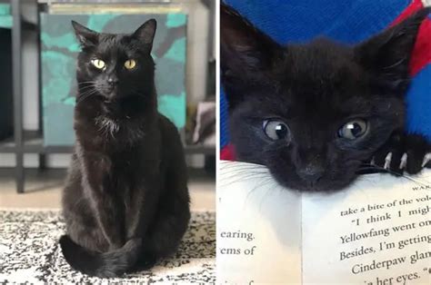 National cat adoption centre cats. 17 Reasons You Should Never Adopt A Black Cat | Black cat ...