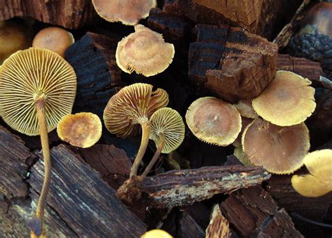 North Carolina Winter Fungi Mushroom Hunting And Identification