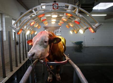 At The Bull Sperm Bank | Others