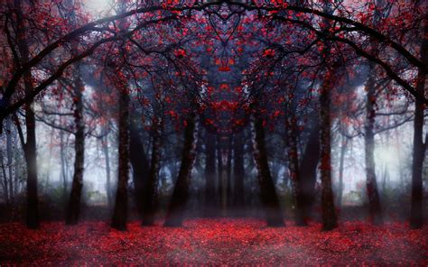 Magical Red Forest In Focus Wallpaper Nature And Landscape