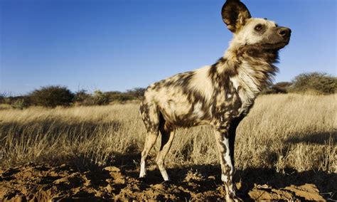African Wild Dog Species Wwf