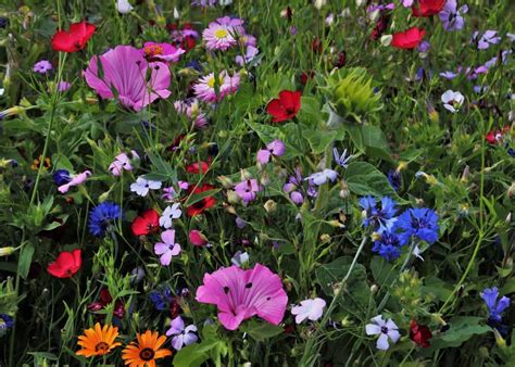 10 Wildflower Garden Ideas 🌼 🌾 Embrace Natures Whimsy