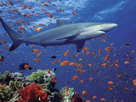 Fondos De Pantalla Animales Mar Pescado Submarino Arrecife De